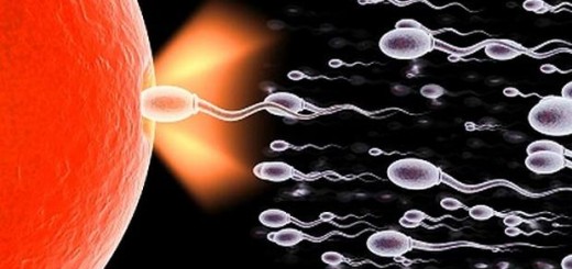 Chemical in sperm 'may slow ageing process'